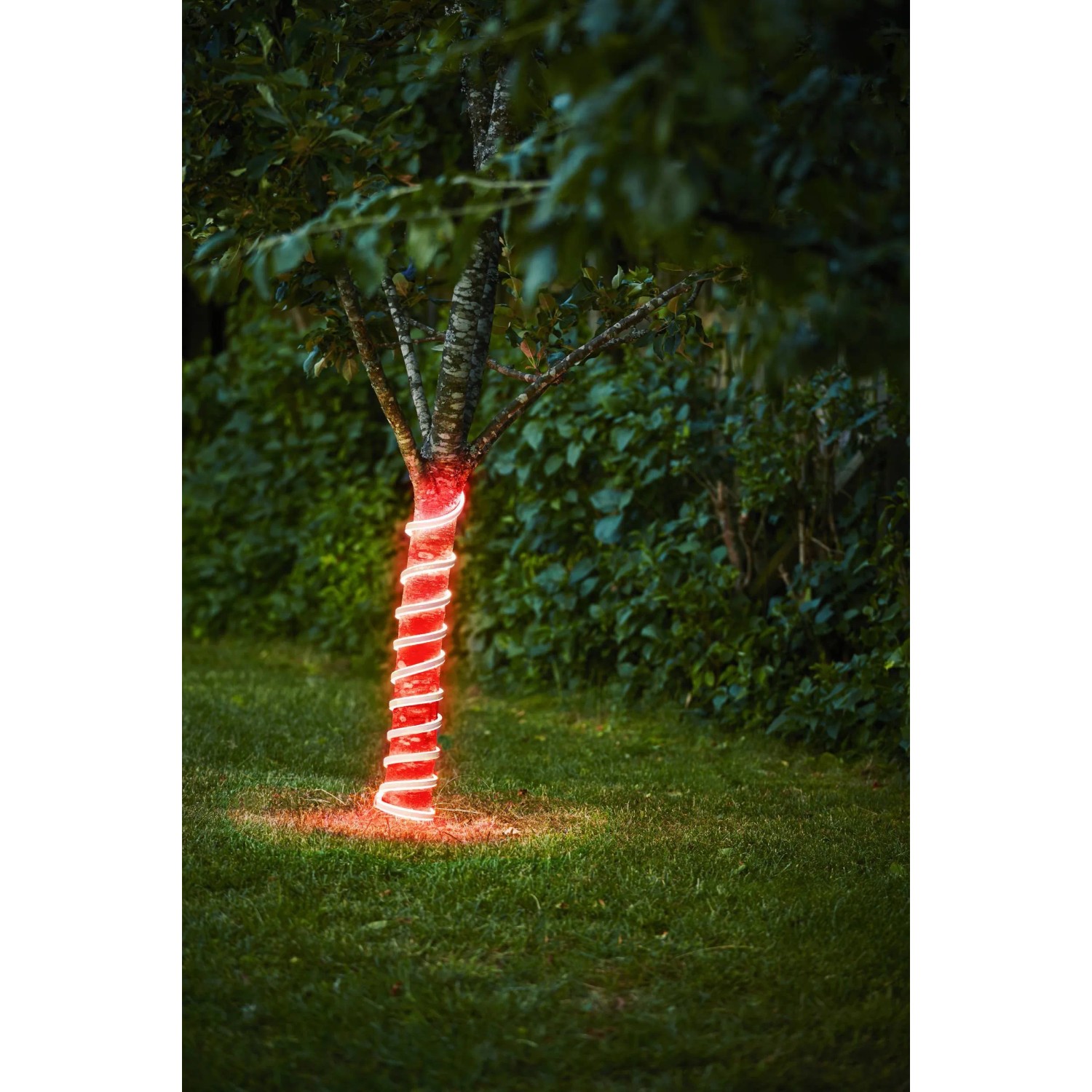 Rotes Eglo LED-Leuchtband Flatneonled (500 cm) um einen Baum gewickelt, für dekorative Außenbeleuchtung.