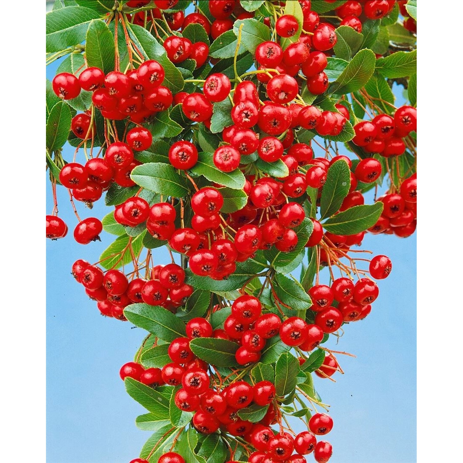 Pyracantha 'Red Column' 80-100 cm günstig online kaufen