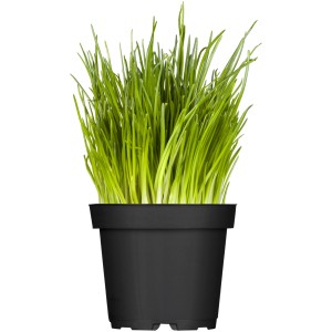 Schnittlauch im Topf (Ø 11cm) für die Küche: Frische, grüne Kräuter der Sorte Allium.