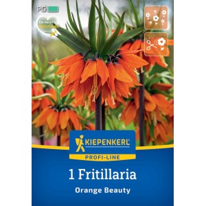 Kiepenkerl Kaiserkrone Orange Beauty Blumenzwiebel, orange Blüten.