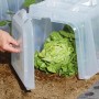 Garantia Pflanztunnel Sunny 5er-Set mit Salat unter geöffneter Klappe.