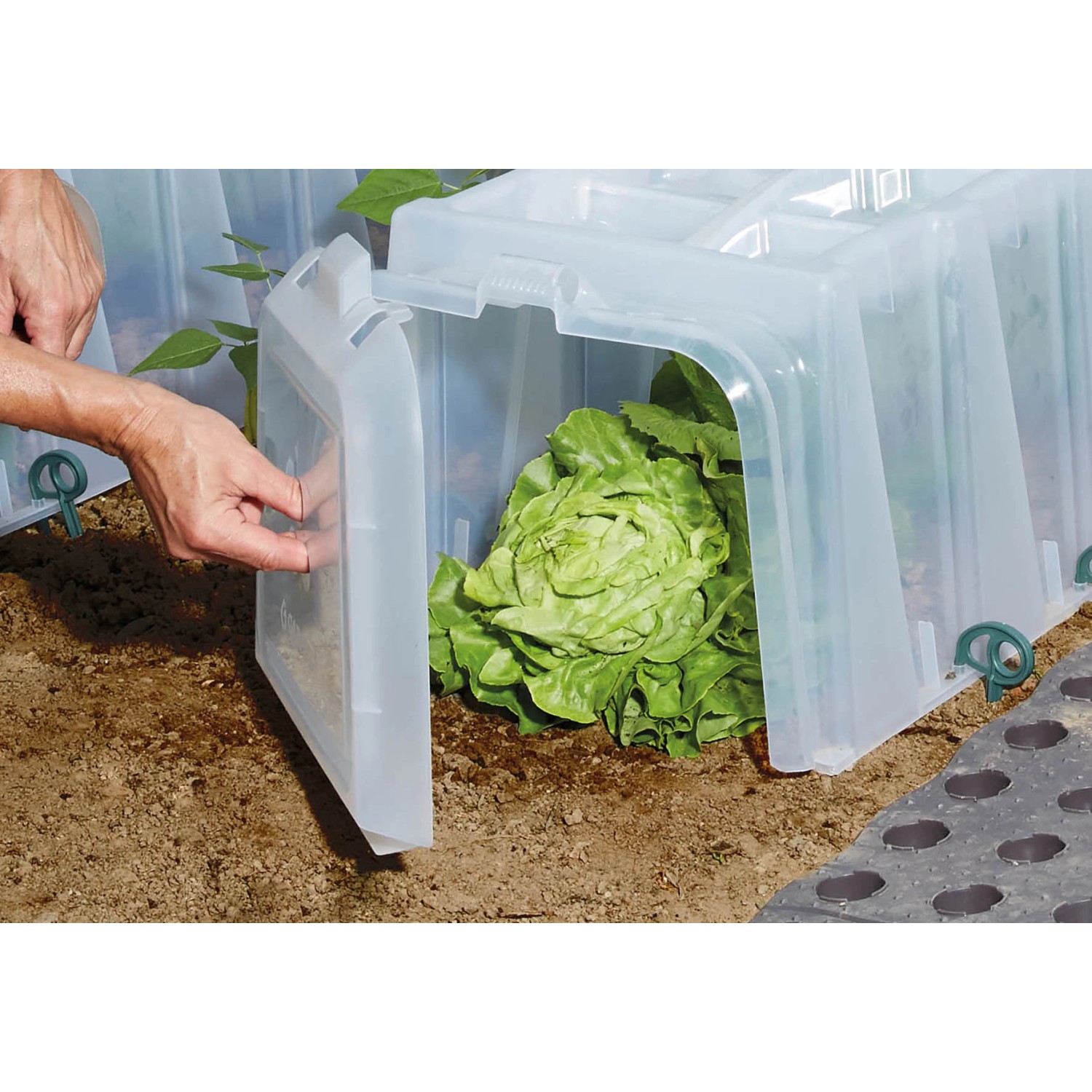 Garantia Pflanztunnel Sunny 5er-Set mit Salat unter geöffneter Klappe.