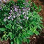 Funkie Hosta Clausa mit lila Blüten im Topf, grüne Blätter mit weißem Rand.