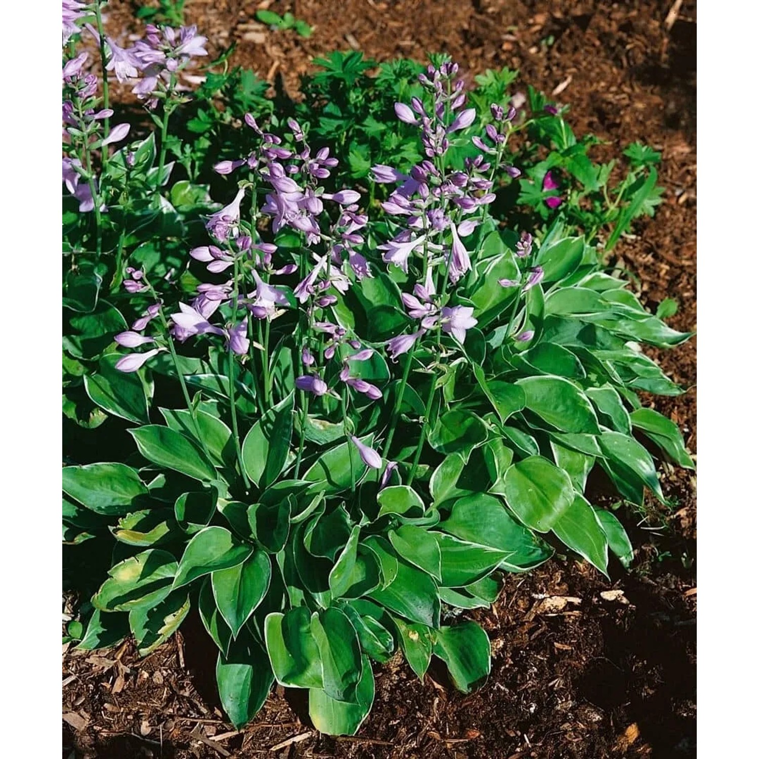 Funkie Hosta Clausa mit lila Blüten im Topf, grüne Blätter mit weißem Rand.