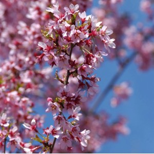 Nahaufnahme der rosa Blüten der Zierkirsche Okame (Prunus Okame) vor blauem Himmel.
