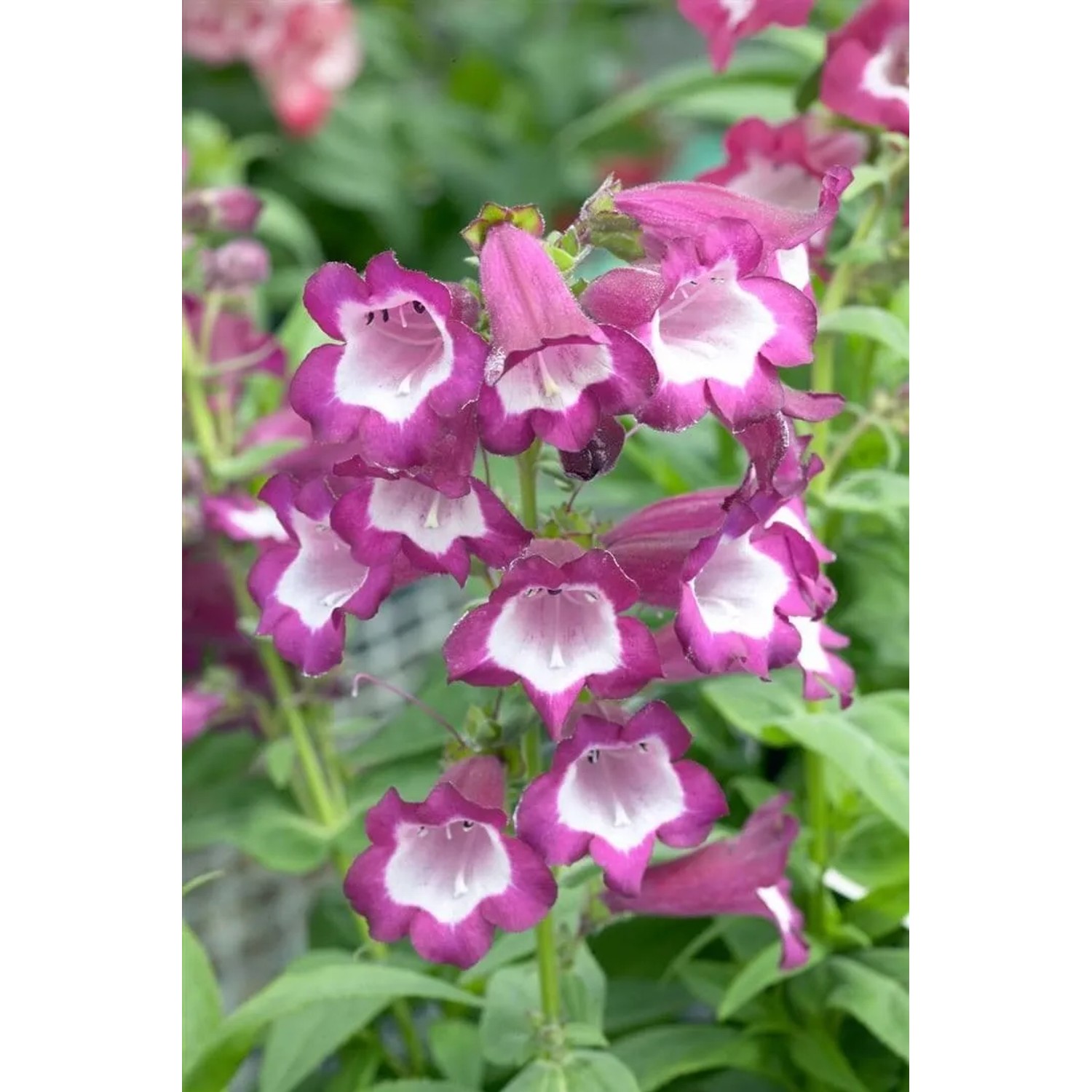 Penstemon Hartwegii Bartfaden Phoenix Violet 2 Liter Container