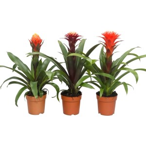Drei Guzmanien (Bromelien) im Topf mit roten und orangen Blütenständen.