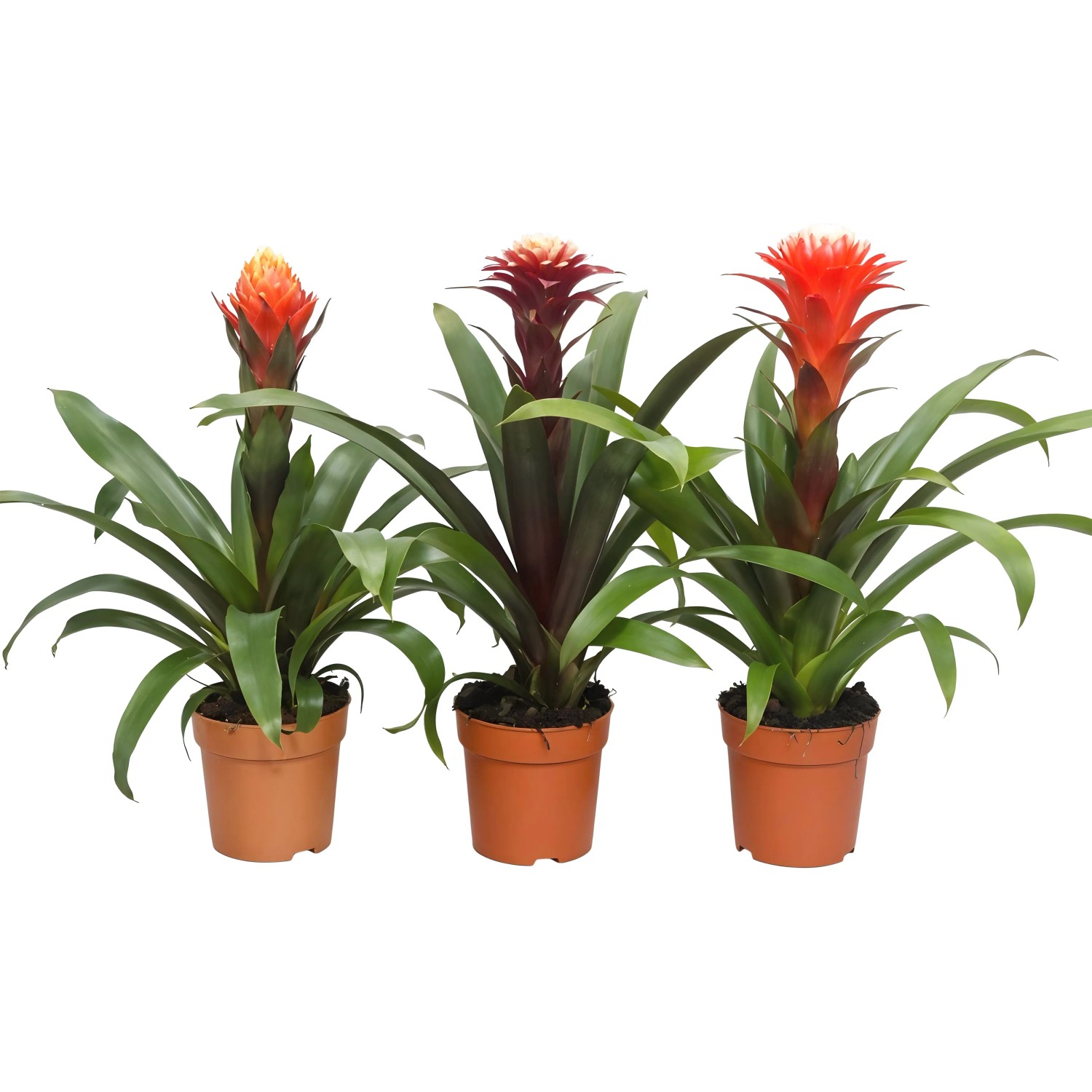 Guzmanie Topf-Ø ca. 12 cm Guzmania tala