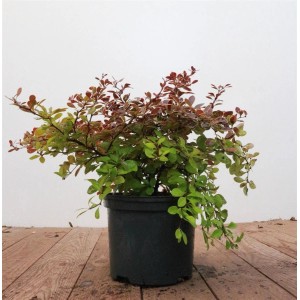 Berberitze 'Golden Ring' im Topf, Heckenpflanze mit rot-gelben Blättern, ca. 25-30 cm hoch.