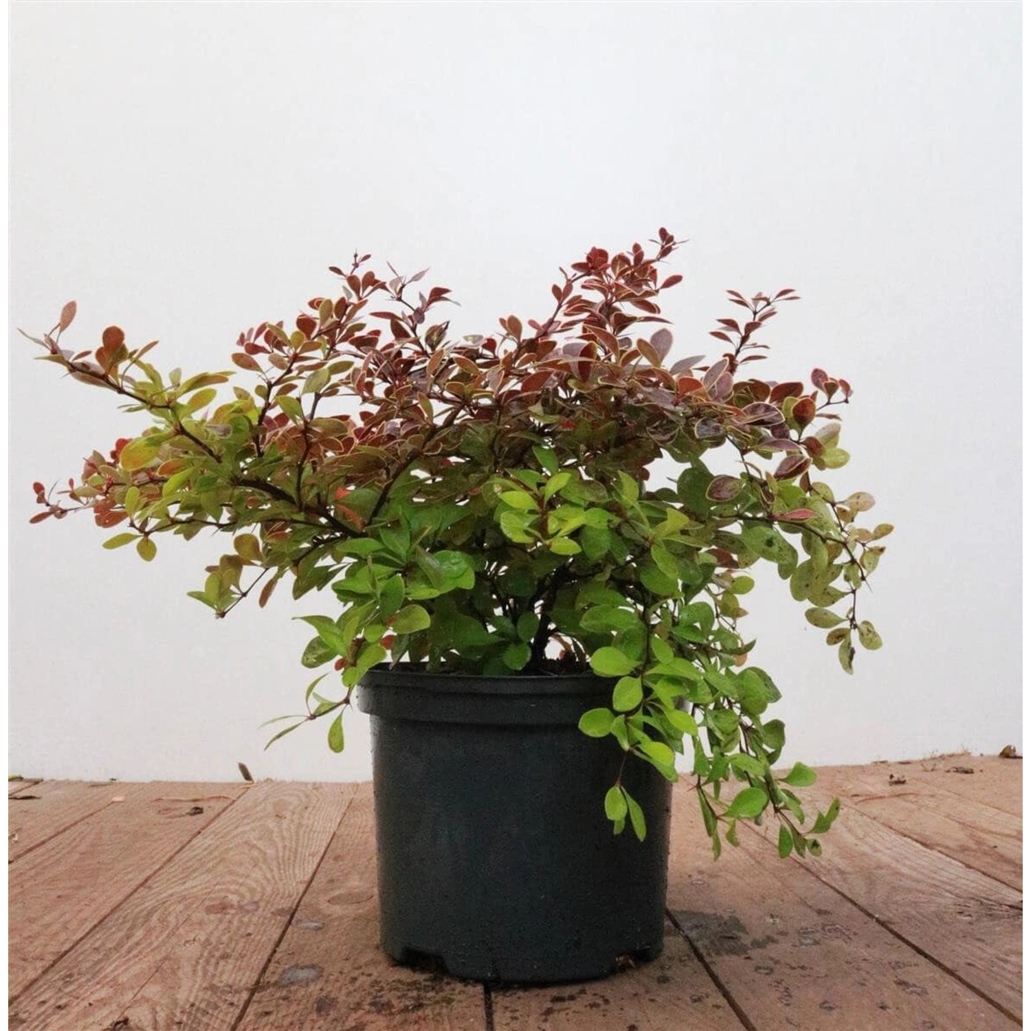 Berberis thunbergii 'Golden Ring' 25-30 cm günstig online kaufen