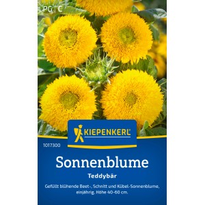 Kiepenkerl Sonnenblume Teddybär mit gelben, gefüllten Blüten.