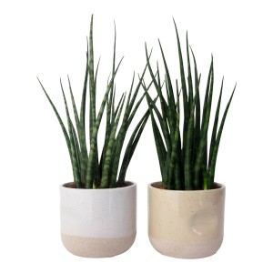 Zwei Bogenhanf Pflanzen (Sansevieria) in Keramiktöpfen, Sukkulenten für Innenräume.