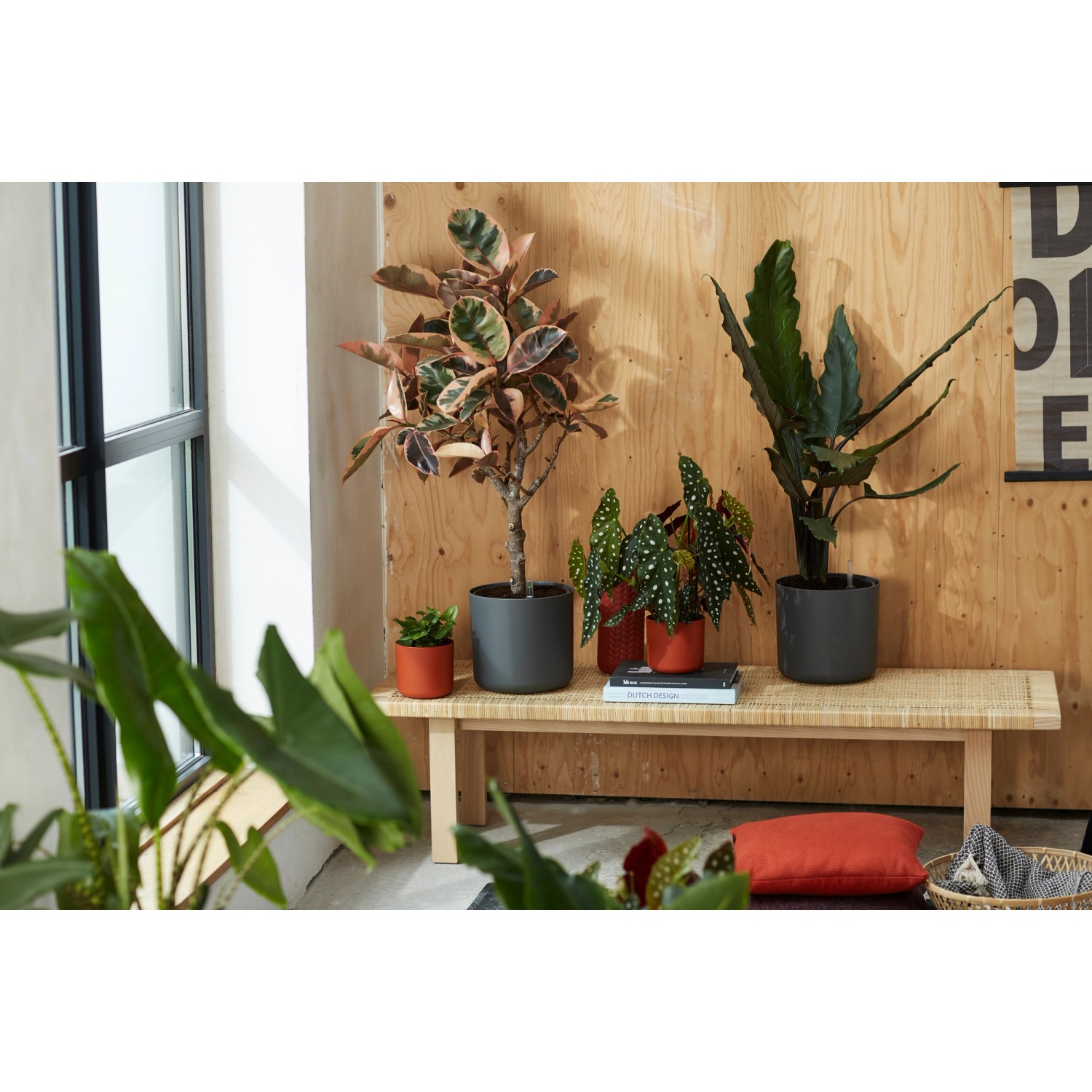 Elho Blumentopf B.For Soft Rund, Ø 16 cm, Anthrazit, mit Pflanzen auf einer Bank.