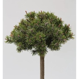 Zwerg Bergkiefer 'Benjamin' als Hochstamm, ca. 60-80cm hoch. Winterharte Gartenpflanze.