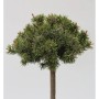 Zwerg Bergkiefer 'Benjamin' als Hochstamm, ca. 60-80cm hoch. Winterharte Gartenpflanze.