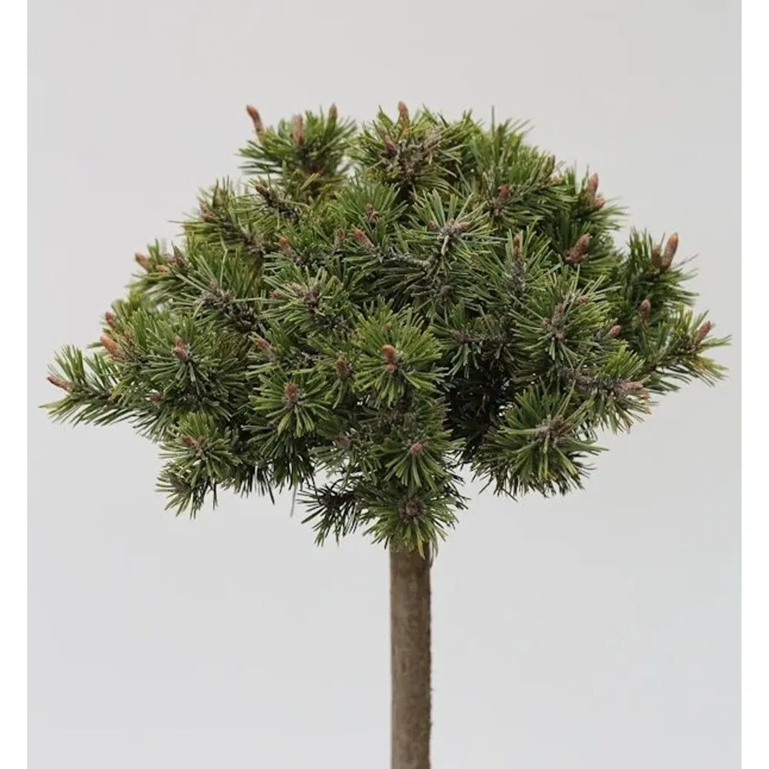 Zwerg Bergkiefer 'Benjamin' als Hochstamm, ca. 60-80cm hoch. Winterharte Gartenpflanze.