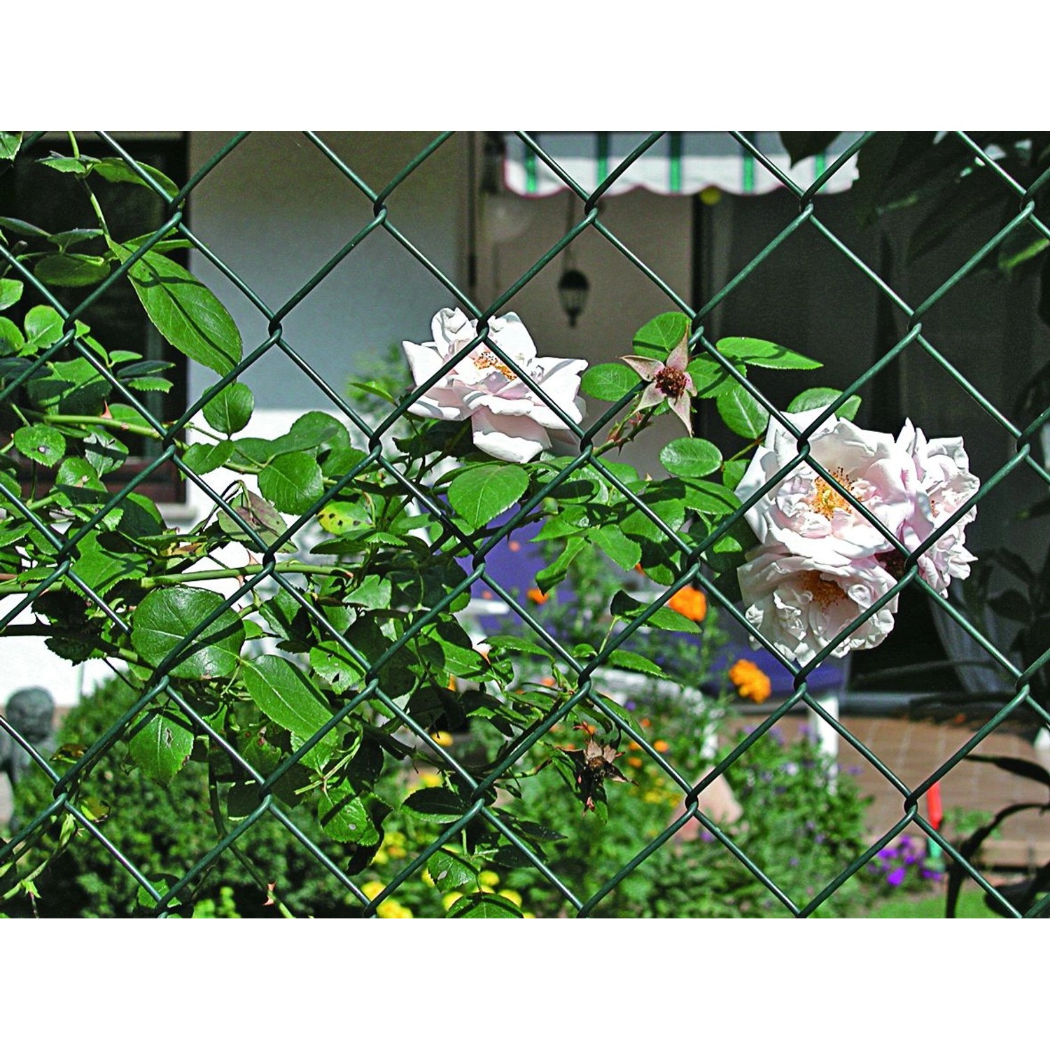 Grüner 4-Eck Maschendrahtzaun, 0,8 m hoch, mit Rosen bewachsen.