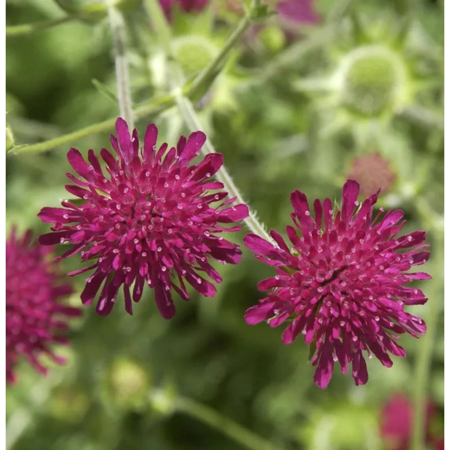Witwenblume - Knautia macedonica