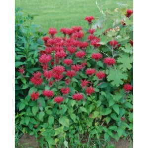 Leuchtend rote Monarda Fistulosa 'Cambridge Scarlet' (Wilde Bergamotte) im Gartenbeet.