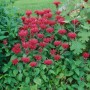 Leuchtend rote Monarda Fistulosa 'Cambridge Scarlet' (Wilde Bergamotte) im Gartenbeet.