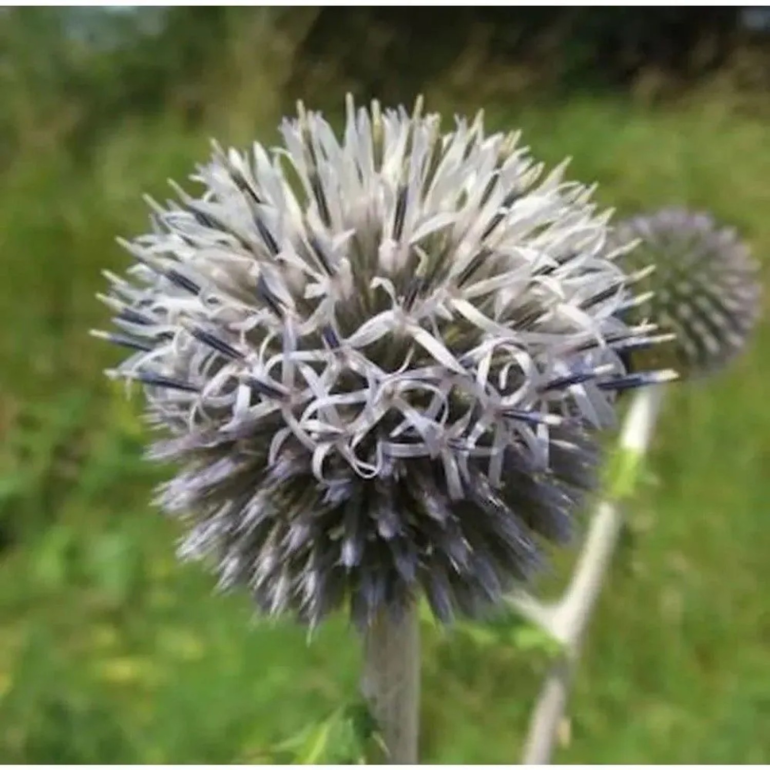 Kugeldistel Star Frost - Echinops bannaticus