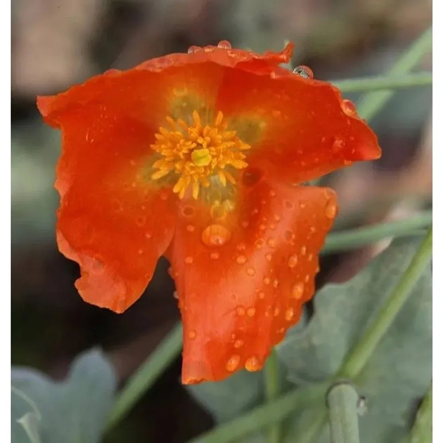 Rotes Hornmohn - Glaucium flavum