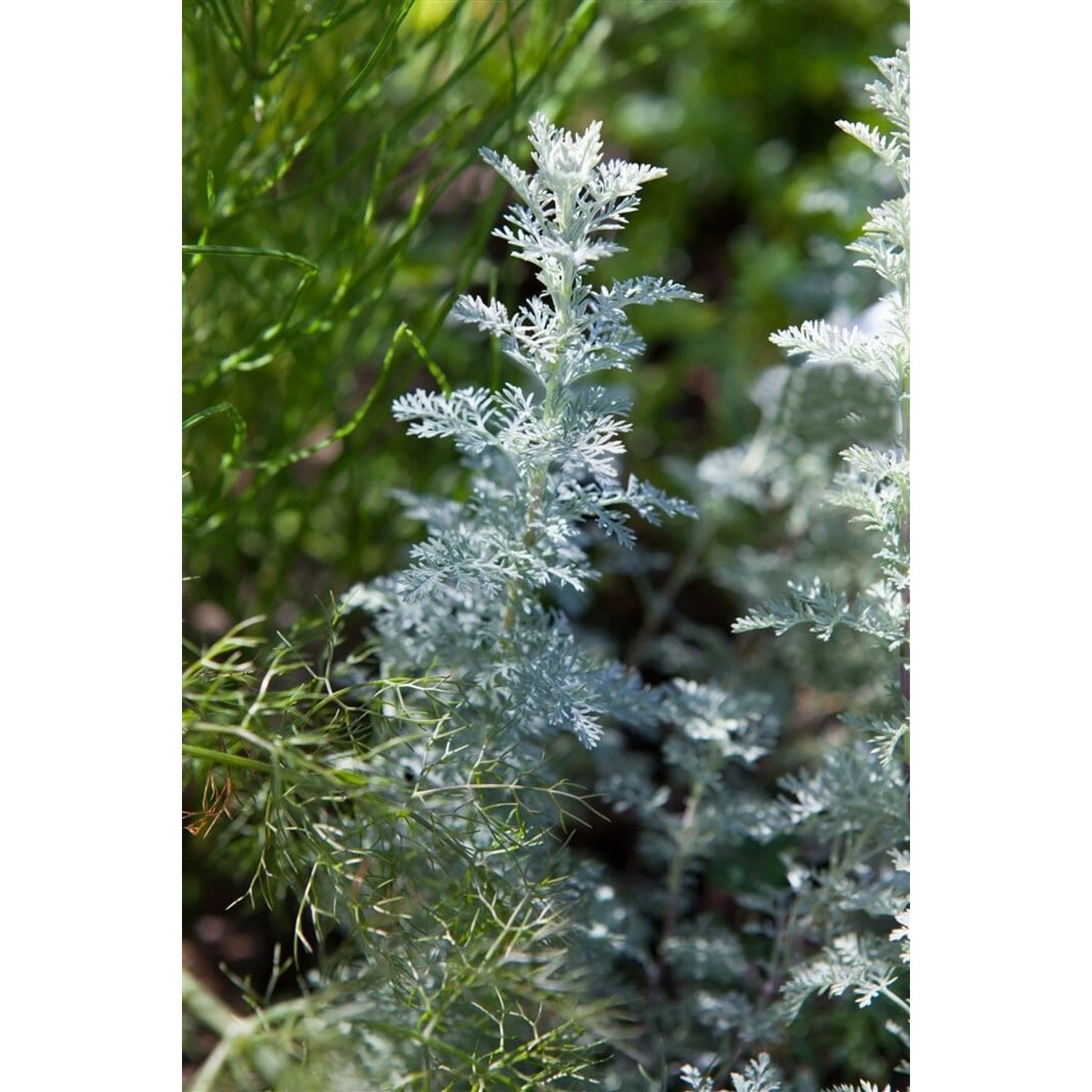 Artemisia Schmidtiana Nana Silberrand Beifuß Ca. 9x9 cm Topf günstig online kaufen