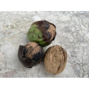 Drei Walnüsse der Sorte Baumfink, teils mit grüner Schale, auf hellem Untergrund.