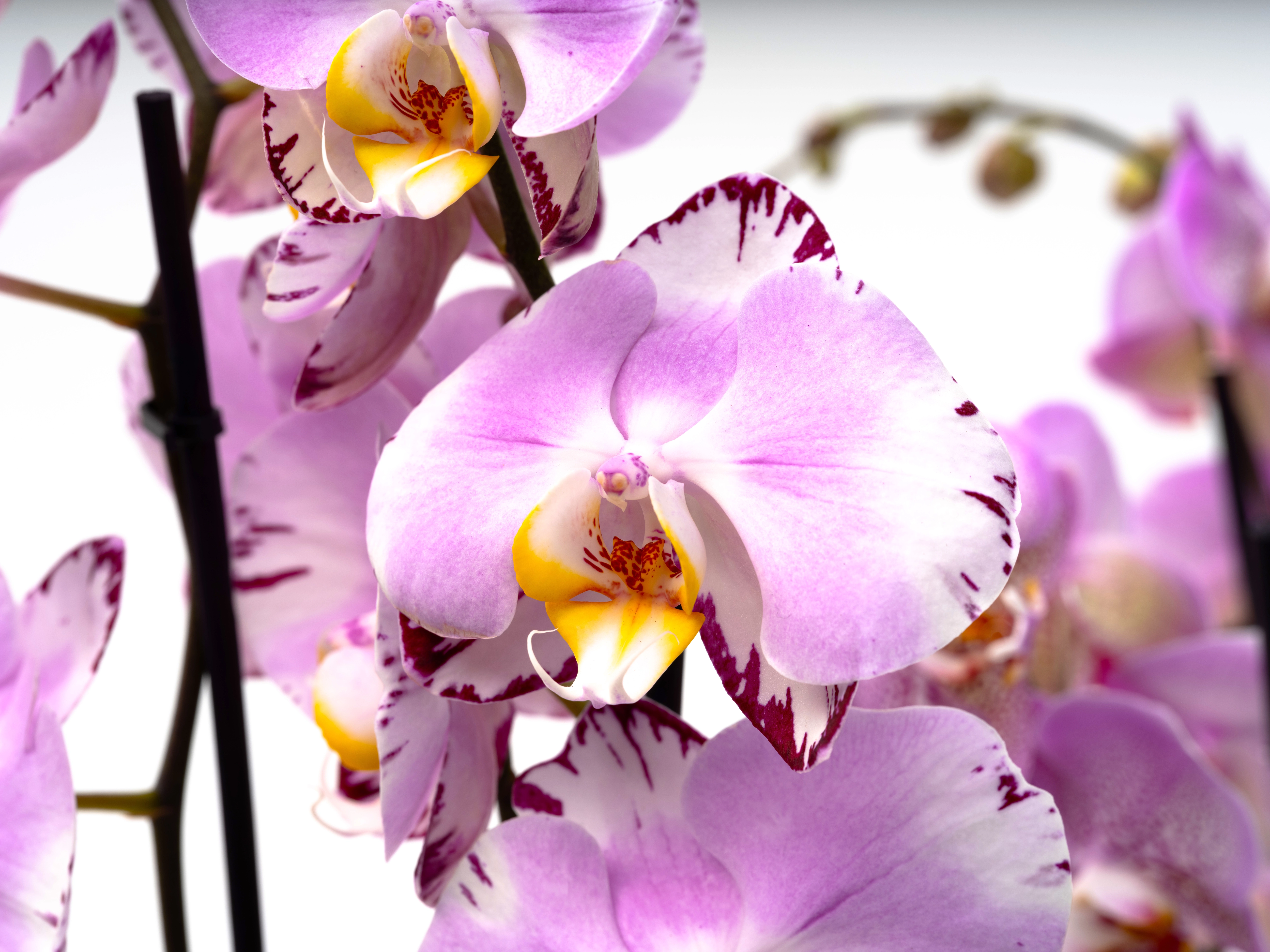 Schmetterlingsorchidee Art\