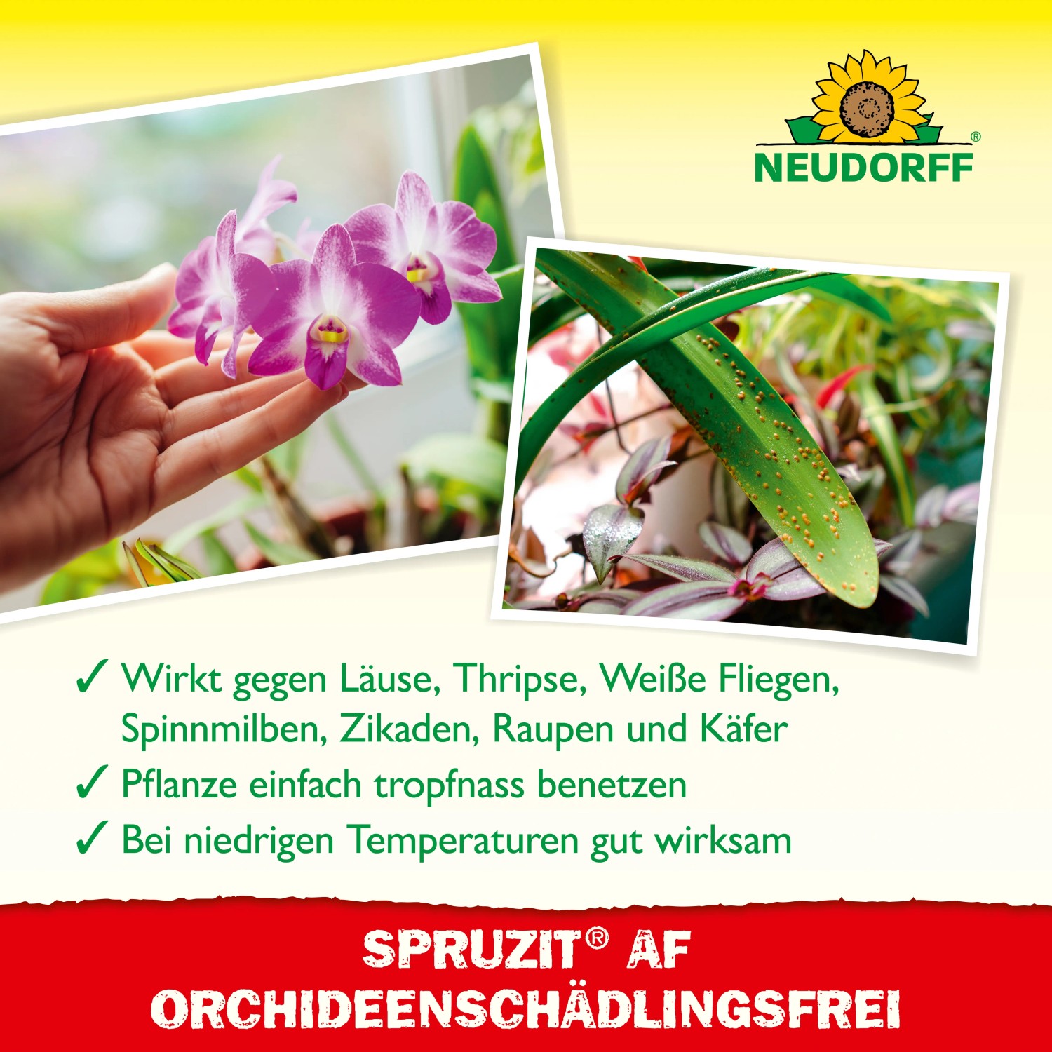 Neudorff Spruzit AF Orchideen Schädlingsfrei: Orchidee wird von Hand gehalten, befallene Pflanze im Hintergrund.