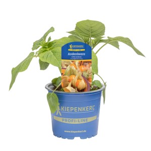 Kiepenkerl Physalis peruviana Little Lanterns Topf-Ø ca. 12 cm