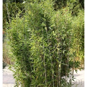 Gartenbambus Obelisk, 60-80cm, Fargesia nitida, grüne Halme und Blätter.