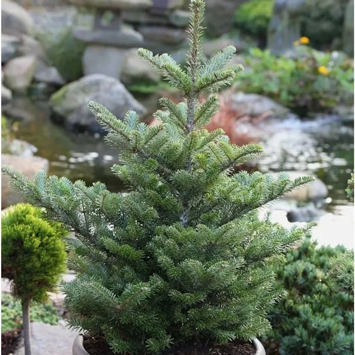 Koreatanne Molli 50-60cm - Abies koreana