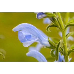 Nahaufnahme einer blauen Wiesen-Salbei (Salvia Pratensis) Blüte im 9x9 cm Topf.