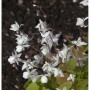 Zarte, weiße Blüten der Zweiblättrigen Elfenblume (Epimedium diphyllum) im Detail.