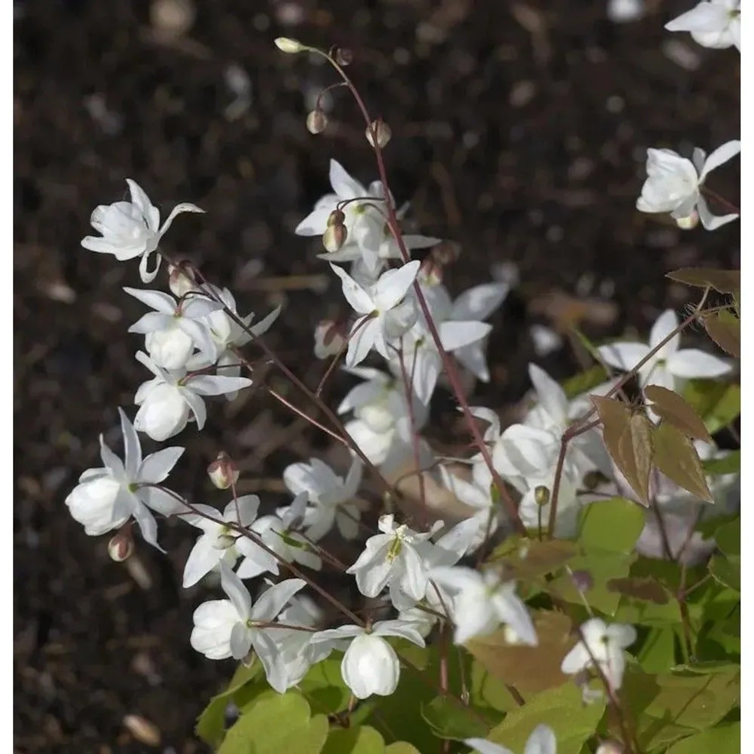 Zarte, weiße Blüten der Zweiblättrigen Elfenblume (Epimedium diphyllum) im Detail.