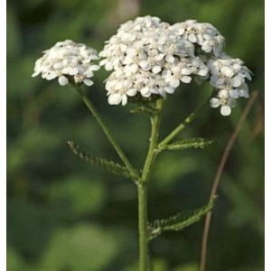 Weiße Schafgarbe - Achillea millefolium
