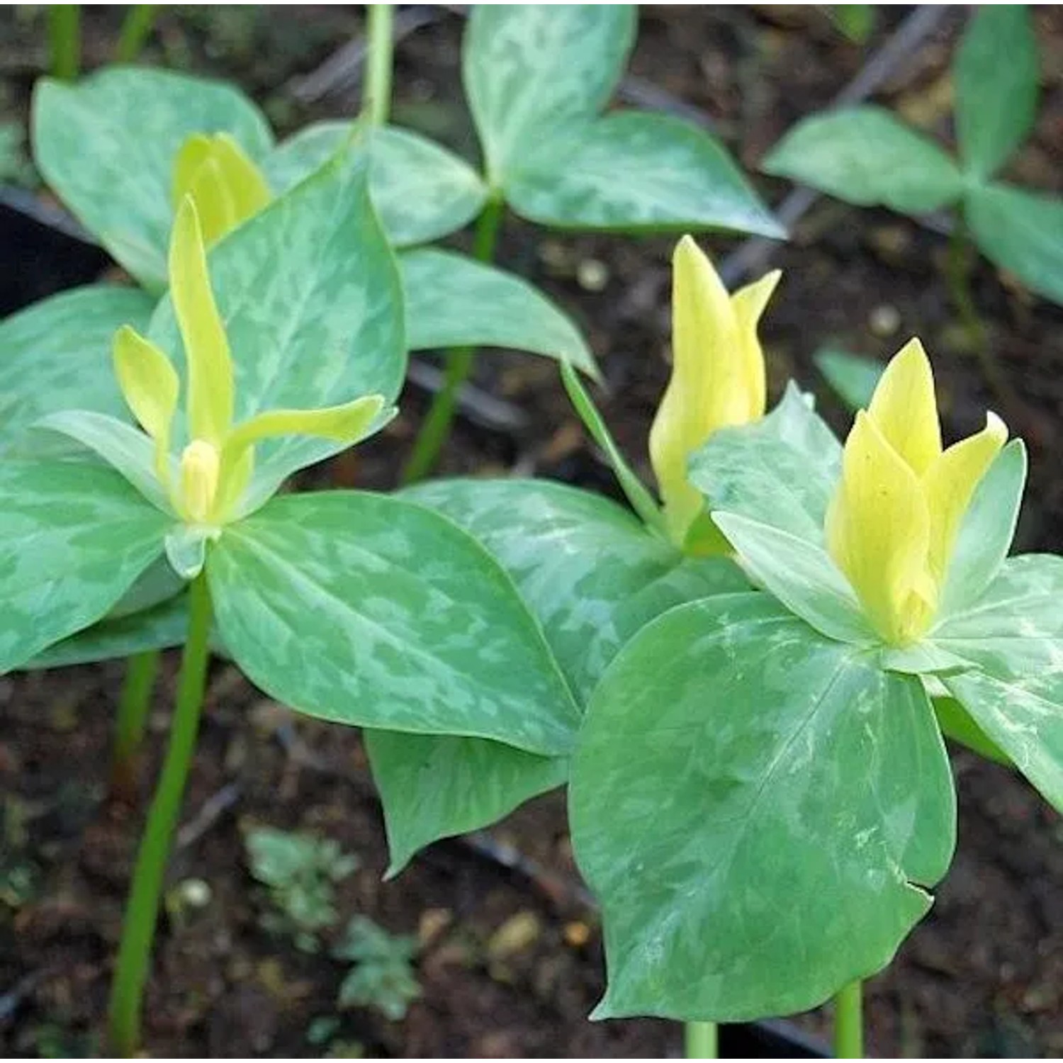 Gelbe Waldlilie - Dreiblatt - Trillium,uteum