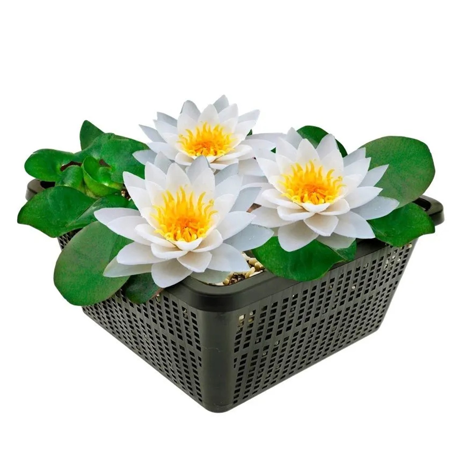 Vdvelde Weiße Seerose Komplettset Inkl Korb Substrat Kies & Nahrung