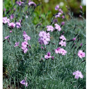 Nahaufnahme der blühenden Pfingstnelke (Dianthus gratianopolitanus) mit zarten, rosa Blüten.