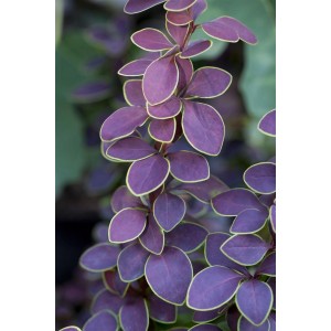 Berberitze Golden Ring: Strauch mit rot-gelben Blättern. Ideal für Garten, Beet oder als Hecke.