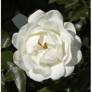 Nahaufnahme einer weißen Hochstamm Rose Innocencia Blüte mit grünen Blättern.