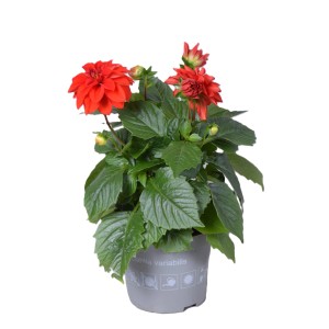 Dahlie 'Dahlietta Anna' im Topf mit roten Blüten, ca. 25-30 cm hoch.