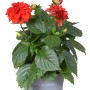 Dahlie 'Dahlietta Anna' im Topf mit roten Blüten, ca. 25-30 cm hoch.