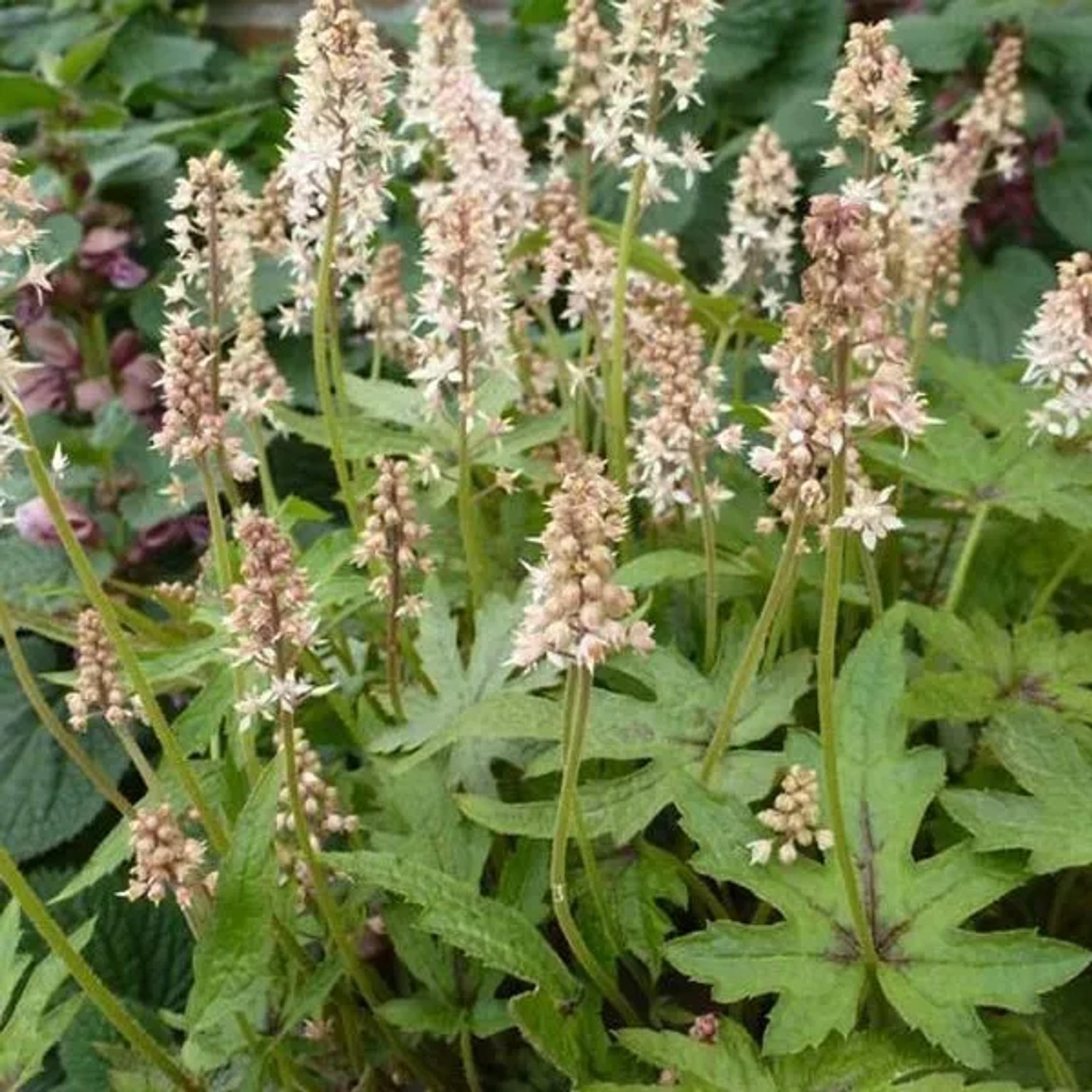 6 x Schaumblüte 'Skeleton Key' Tiarella Topf 9cm Weiße Blüten