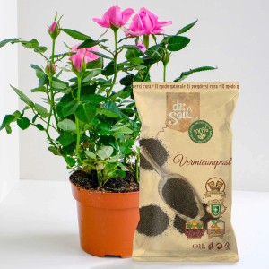 Dr.Soil Biohumus 1L Beutel neben Topfrose für Hydrokultur & Bodenverbesserung.