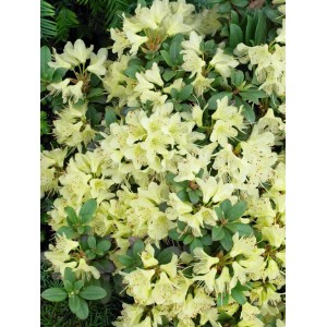 Gelber Rhododendron Hanceanum Princess Anne (15–20 cm) mit grünen Blättern und vielen Blüten.