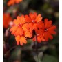 Leuchtend orangefarbene Garten-Lichtnelke 'Molten Lava' (Lychnis haageana) als Staude.