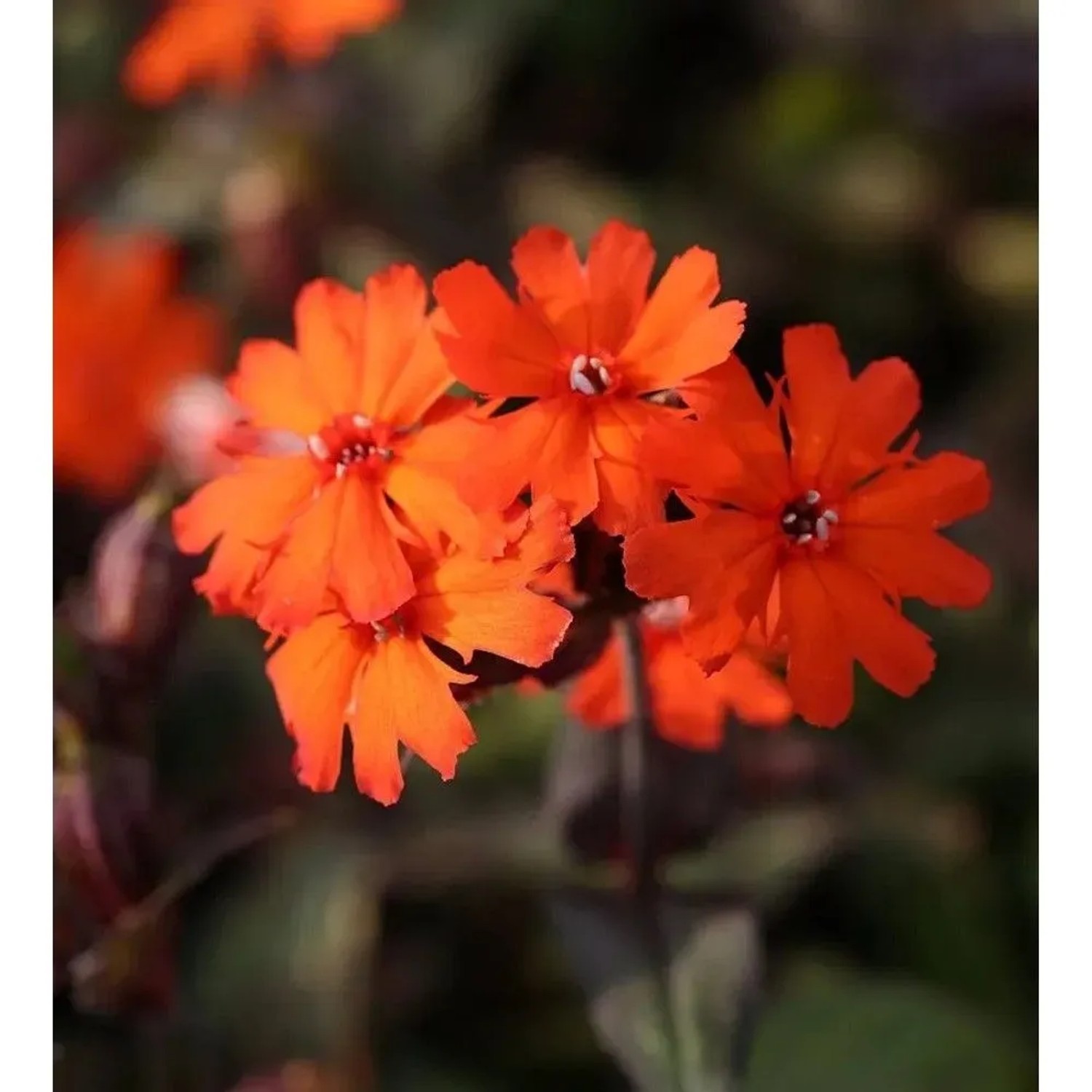Leuchtend orangefarbene Garten-Lichtnelke 'Molten Lava' (Lychnis haageana) als Staude.