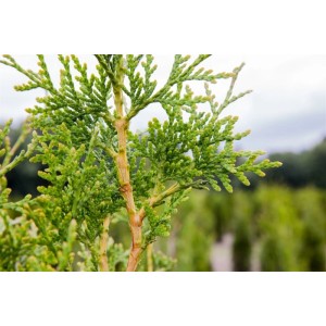 Detailaufnahme einer Thuja plicata 'Excelsa' Heckenpflanze mit grünen Blättern.
